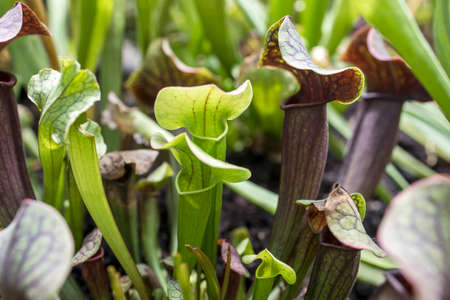 View of bright carnivorous plants, exotic insect eating plants field. Natural exotic background with...