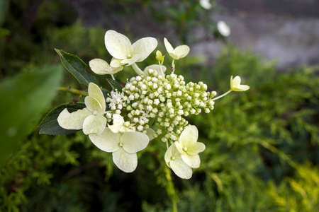 shrubs of green hydrangeas plant in large outdoor pots