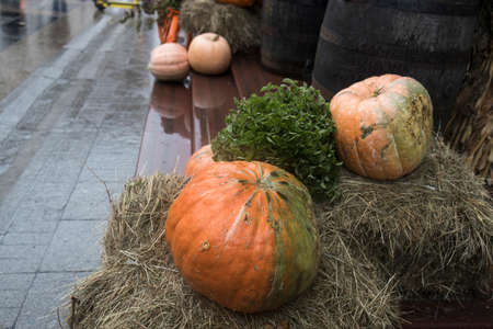 The entrance to the house is decorated with giant pumpkins and a sheafの写真素材