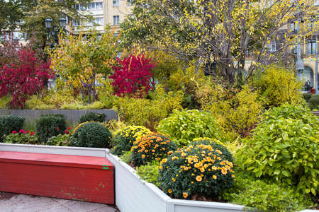 White, pink, red or yellow chrysanthemum plants in flower shop. Bushes of burgundy chrysanthemums garden or park outdoor. Chrysanthemum flower with leaves pattern colorful floral background as cardの写真素材