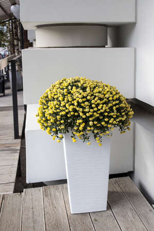 Yellow bush round chrysanthemums planted in a long tall plastic box near the entrance to the buildingの写真素材