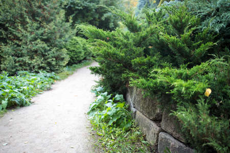 Various types of conifers line the path in the parkの写真素材
