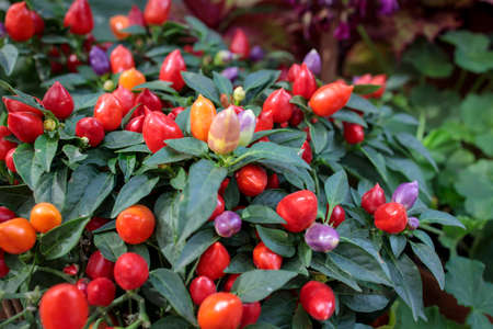 Sweet and chili red, yellow and purple pepper capsicum decorate the windowsillの写真素材