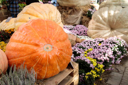 Moscow, Russia - September 16, 2021: Two giant pumpkins at the traditional autumn exhibition in the Aptekarsky Ogorod (branch of the Moscow State University Botanical Garden).の写真素材