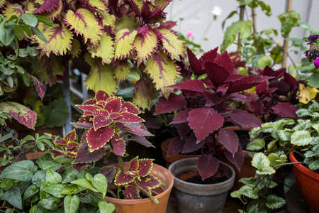 Various types of coleus in clay pots decorate the flowerbed on the lawn in the gardenの写真素材