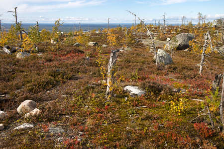 Swamp or lake with megalithic seid boulder stones, dead trees in nature reserve on mountain Vottovaara, Karelia, Russia.の写真素材