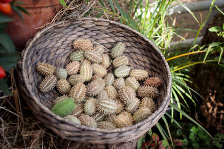 Squirting cucumber in a wicker basket decorate a windowsill