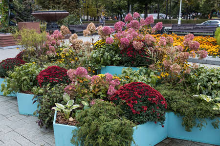 Boxwood, chrysanthemums, geraniums, chlorophytum, chrysanthemums as decoration of a garden lawn or park.の写真素材