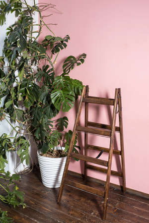 Monstera liana plant and wooden brown ladder stepladder on a wooden floor near a pink wall for installation work in the interiorの写真素材