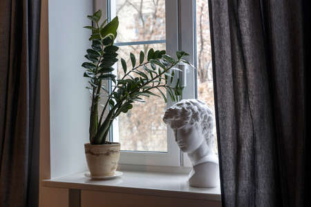 A plaster cast of David's head and a Zamioculcas plant in a ceramic pot stand on a white windowsill in a roomの写真素材