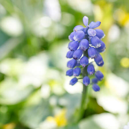 Muscari flower. Muscari armeniacum Grape Hyacinth Spring flowers. Blue muscari in the sun on a...