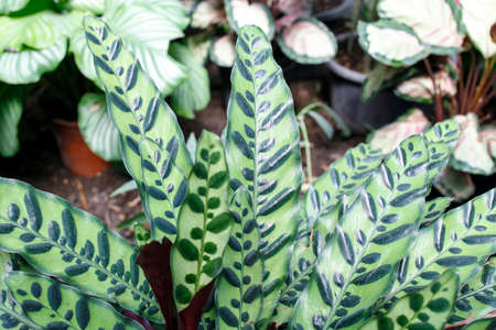 Goeppertia insignis, the rattlesnake plant, is a species of flowering plant in the Marantaceae family, native to Rio de Janeiro state in Brazil.の写真素材