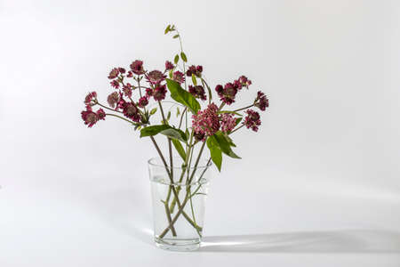 Bouquet of pink Astrantia and wild herbs in a transparent vase on a white backgroundの写真素材