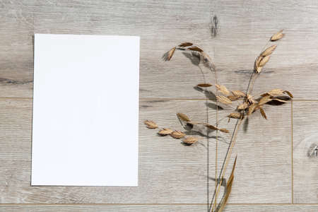 Blank paper business cards with mockup copy space on rye, wheat stalks on beige background. Minimal...