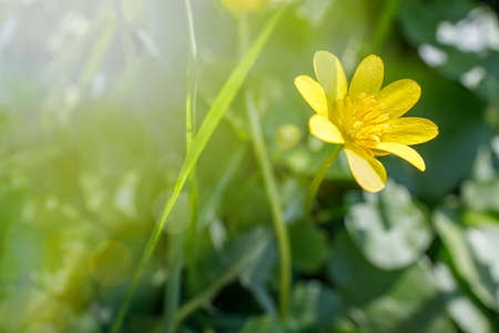 yellow marigold flower in backlit sunlight in spring