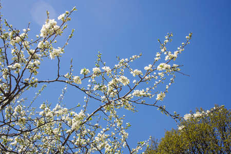Blooming white magnolia against a blue sky in sunny weather in a botanical garden