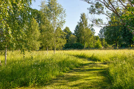 The path in the birch forest is at the beginning of summer in sunny weatherの写真素材