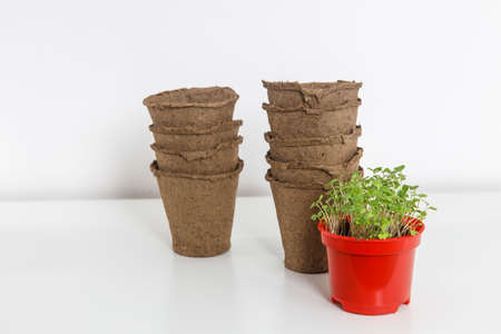Growing flower seedlings in peat tablets and plastic containers, on a white wooden background....