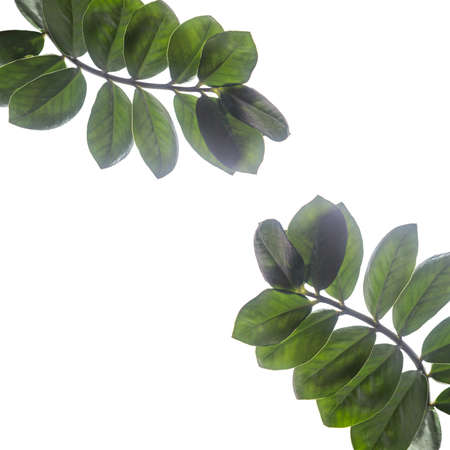 A frame of branches of Zamioculcas plant isolated on whiteの写真素材