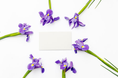 Violet Irises xiphium (Bulbous iris, sibirica) on white background with space for text. Top view, flat lay. Holiday greeting card for Valentine's Day, Woman's Day, Mother's Day, Easter!の写真素材