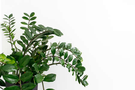 Zamioculcas plant. Fragment of a plant and a fresh shoot against a white wallの写真素材