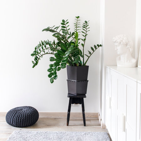 Scandinavian style room interior in white tones. A chest of drawers with a photo frame, a large indoor Zamioculcas flower on a stool in the corner, a gray curpet and a black knitted pouffe.の写真素材