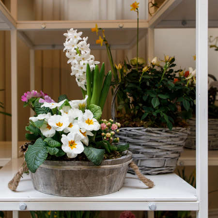 Multi-colored primrose in pots for sale at a farmer's market. White primrose in a flower bed as a garden decoration.の写真素材