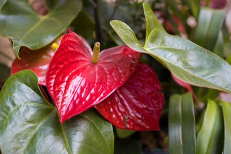 Anthurium scherzerianum, the flamingo flower or pigtail plant, is a species of Anthurium native to...