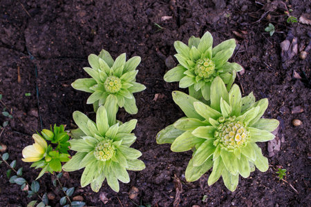 Petasites japonicus, also known as butterbur, giant butterbur, great butterbur and sweet-coltsfoot in early springの写真素材