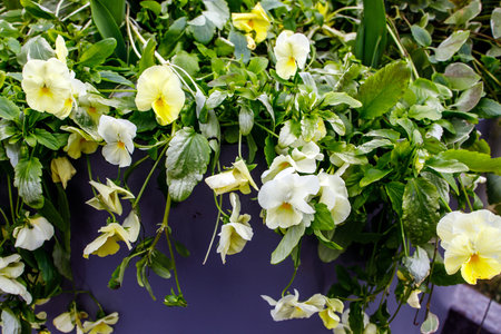 Yellow garden violets in a gray ceramic pot as decoration of the entrance to the park. flower wallpaperの写真素材