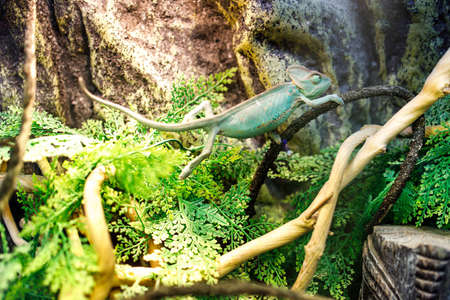 Chameleon on a branch in a backlit terrarium. botanical gardenの写真素材