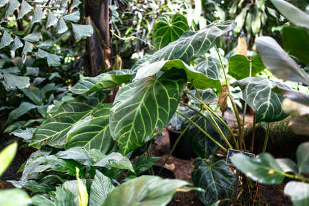 Anthurium magnificum in the greenhouse in the Apothecary Gardenの写真素材
