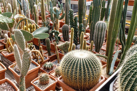 Echinocactus Gruzonii blooming with yellow flowers in a greenhouse in the Apothecary Gardenの写真素材