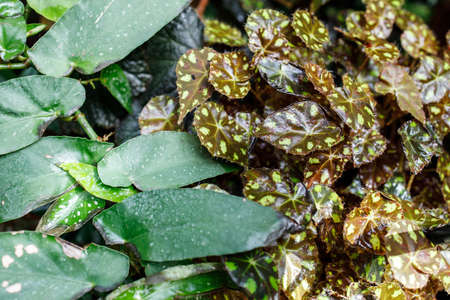 Begonia rex, the king begonia, is a species of flowering plant in the family Begoniaceae.の写真素材