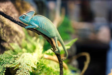 Chameleon on a branch in a backlit terrarium. botanical gardenの写真素材