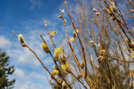 willow branches with fluffy yellow buds in early springの写真素材