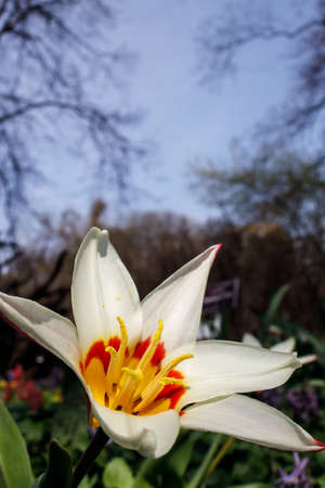 Tulipa kaufmanniana on the lawns in the Apothecary Gardenの写真素材