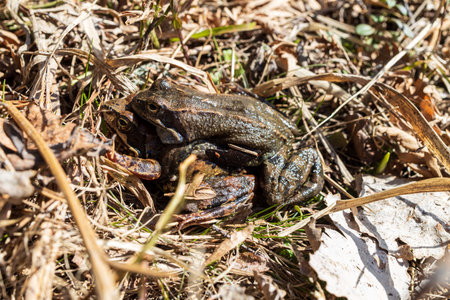 Mating frogs in dried grass near Lake Ladogaの写真素材