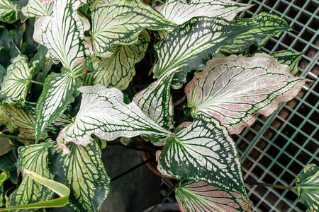 Caladium is a genus of flowering plants in the family Araceae. They are often known by the common name elephant ear, heart of Jesus, and angel wings.の写真素材