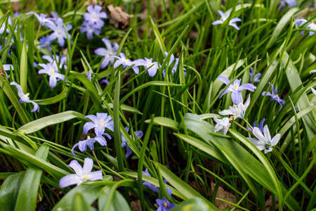 scilla luciliae in a field near a forest in early spring. Square frameの写真素材