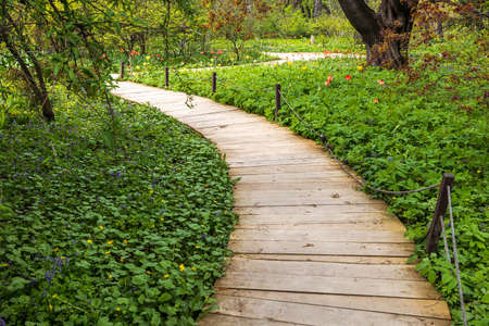 Wooden path. The carpets of primroses in Apothecary Garden - honey corydalis, pushkinia, blueberries, crocuses, snowdrops, the daffodilsの写真素材