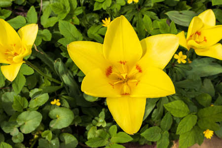 Yellow tulips buds in a flower bed in botanical garden.