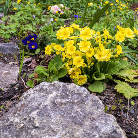 Yellow primrose on the spring lawn in the park. landscape designの写真素材