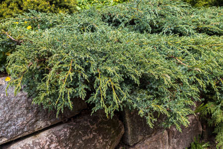Juniper branches hang over a stone fence in a botanical garden. landscape designの写真素材