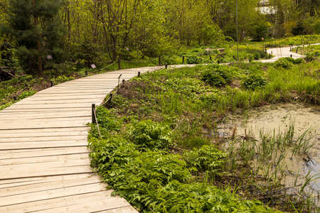 Wooden path. The carpets of primroses in Apothecary Garden - honey corydalis, pushkinia,...