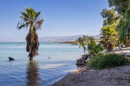 Palm tree grows in the water in the lake Kineret v Tveriiの写真素材