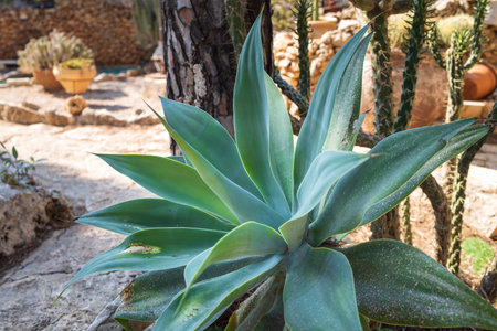 a huge agave in the garden as a decoration of urban landscape designの写真素材