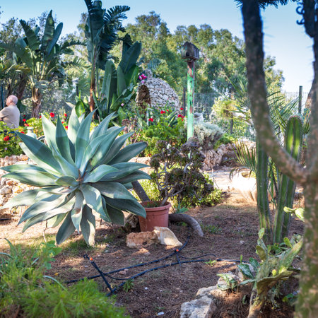 a huge agave in the garden as a decoration of urban landscape designの写真素材