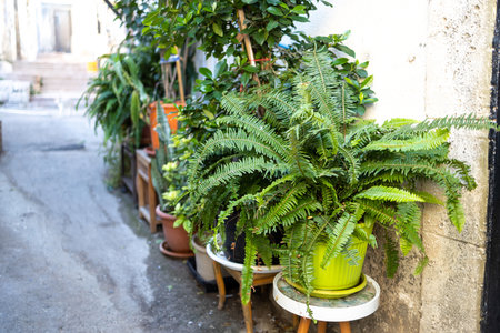 a large fern in a yellow ceramic pot, among other plants, adorns the cobbled street leading to the houseの写真素材