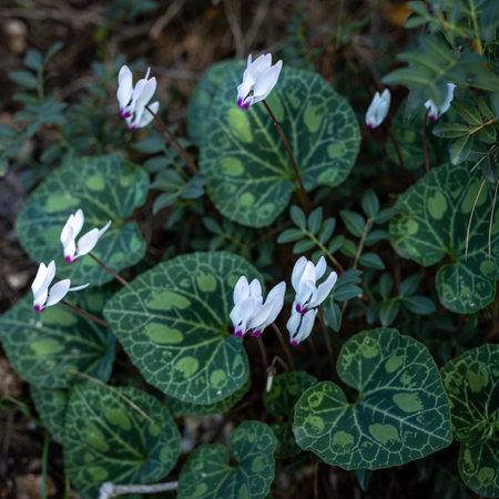 pale pink cyclamens in the Israeli national park in Januaryの写真素材